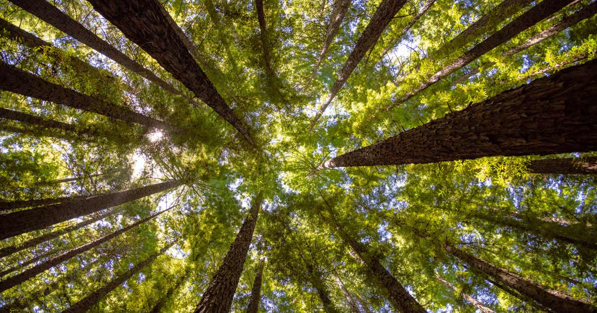 Giant redwoods victoria