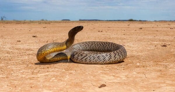Inland taipan in strike position