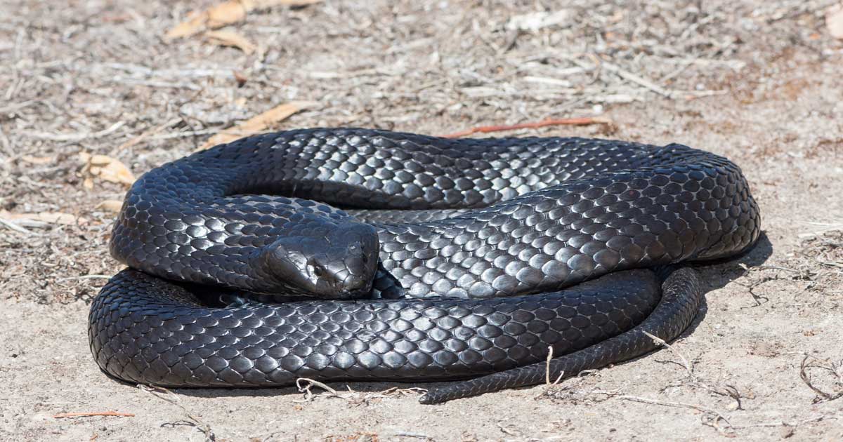 Australia's Top 3 Venomous Snakes: A Hiker's Guide Tiger snake (notechis scutatus)