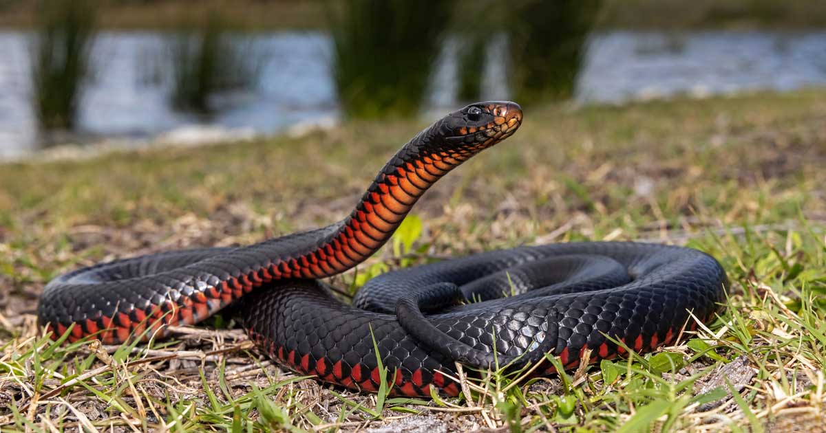 Australia's Top 3 Venomous Snakes: A Hiker's Guide Red-bellied black snake (pseudechis porphyriacus)