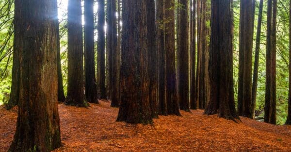Yarra ranges redwoods