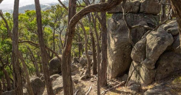 West ridge & dog rocks circuit
