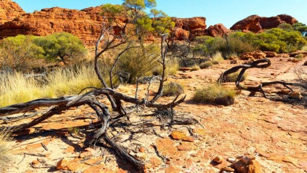 Giles track hike watarrka