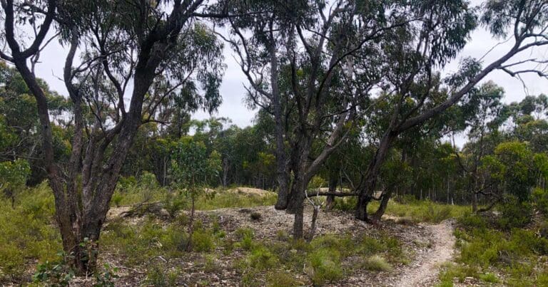 Find a hike or bushwalk