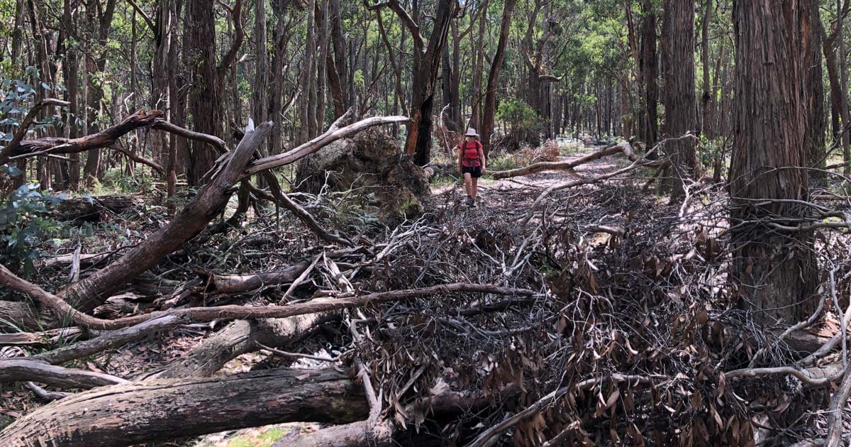 The risk of tree falls
