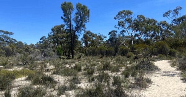Albrechts mill loop