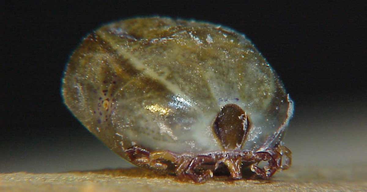 Dangers of Arthropods to hikers and bushwalkers in Australia Australian paralysis tick