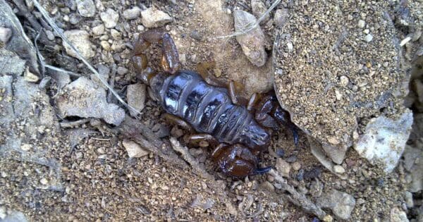 Australian woodland scorpion