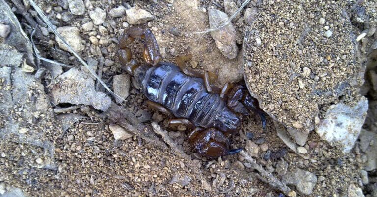 Australian woodland scorpion