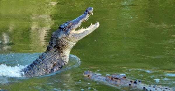 Be crocwise