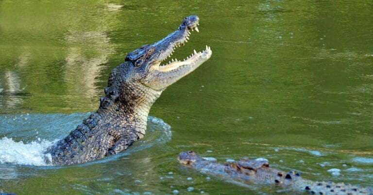 Be crocwise
