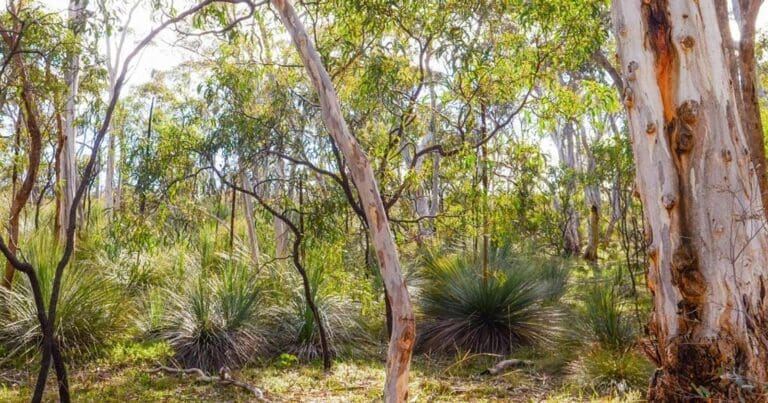 Find a hike or bushwalk