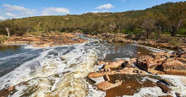 Bells rapids goat walk
