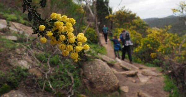Hikes Flinders peak walk 600x315
