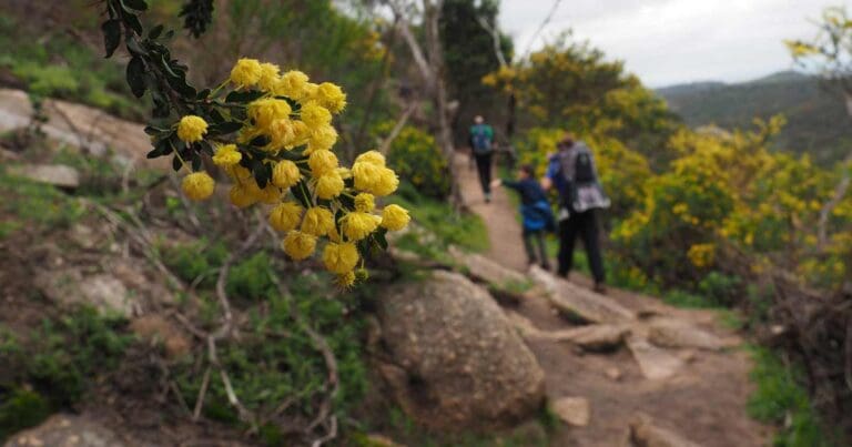 Flinders peak walk 768x403