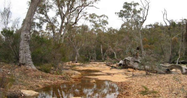 Mambray creek alligator gorge circuit hike