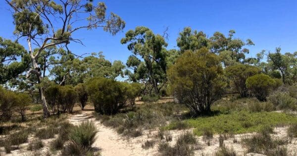 Red gum loop