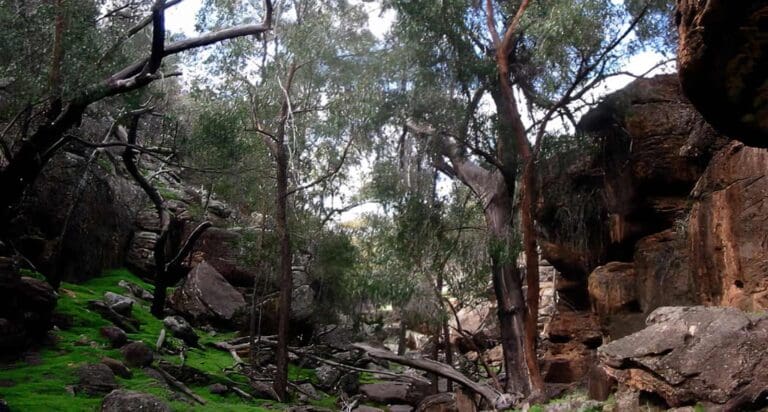 Store Creek Walking Track Store creek walking track