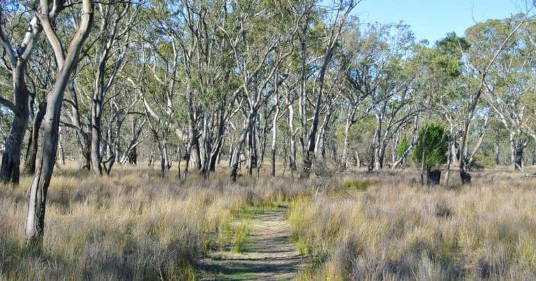 Stringybark Walk Stringybark walk