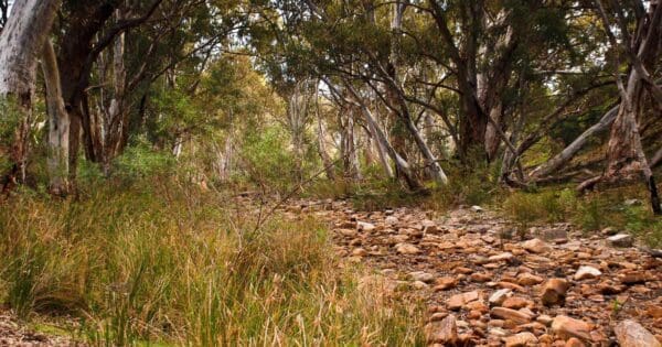 Half-day hikes Australia Sugar gum lookout 600x315