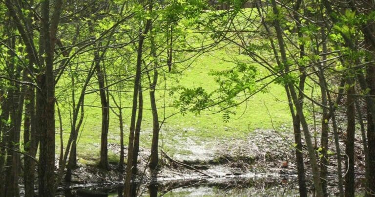 Find a hike or bushwalk