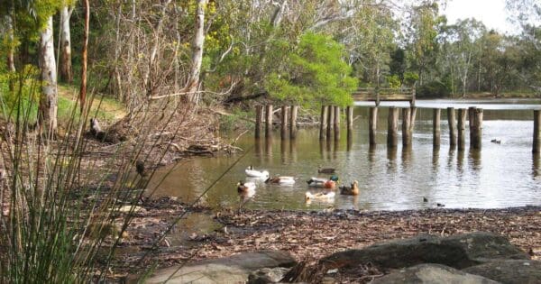 Wood Duck Walk Wood duck walk