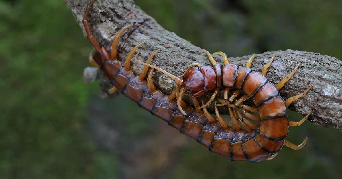 Centipede australia
