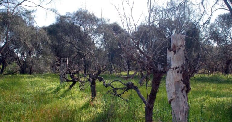 Angove conservation park circuit