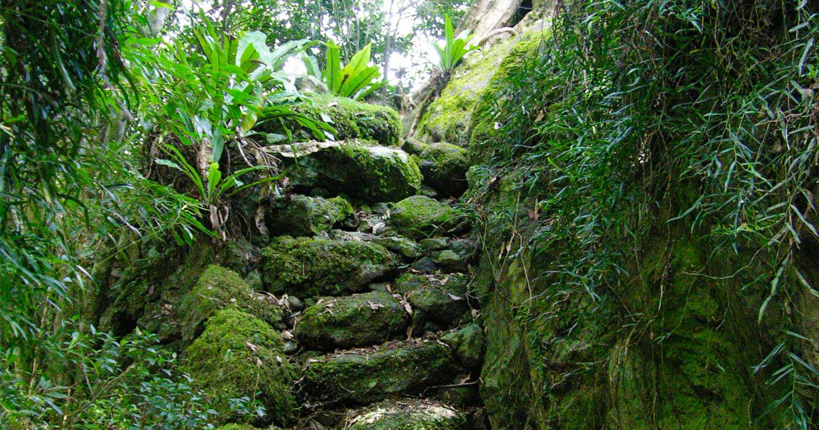 Lamington National Park: Queensland’s Hiking Paradise