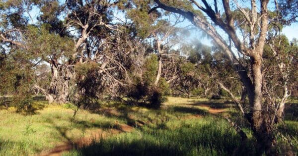 Babbler Circuit Walk Babbler circuit walk