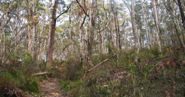 Bandicoot Circuit walk Bandicoot circuit walk