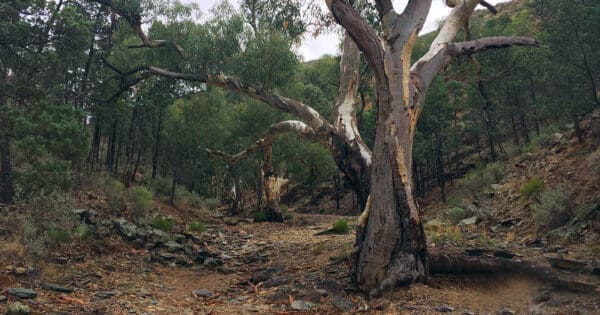 Bendleby ranges circuit