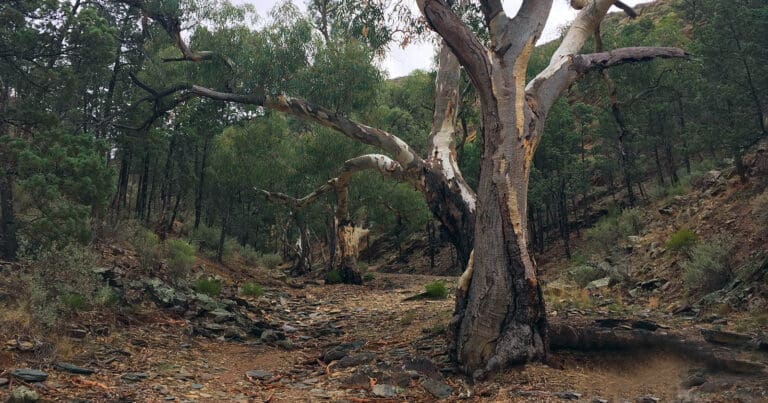 Bendleby ranges circuit