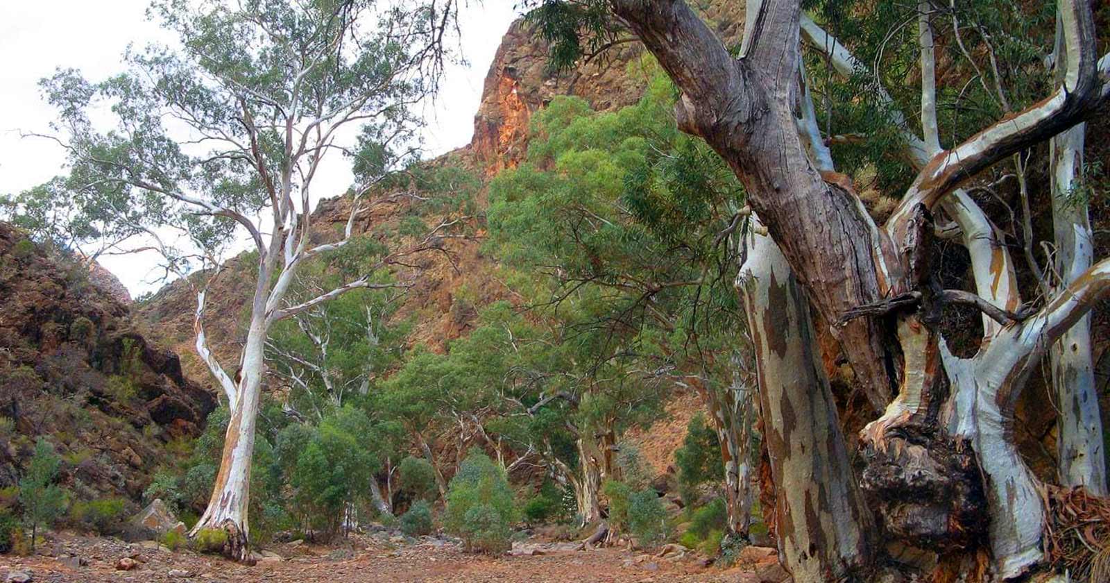 Bunyeroo and wilcolo creeks circuit