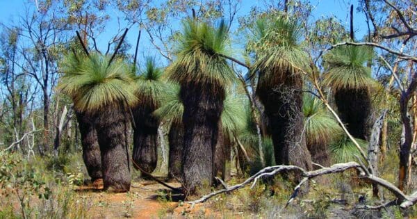 Hikes Friends track kwat kwat walk 600x315