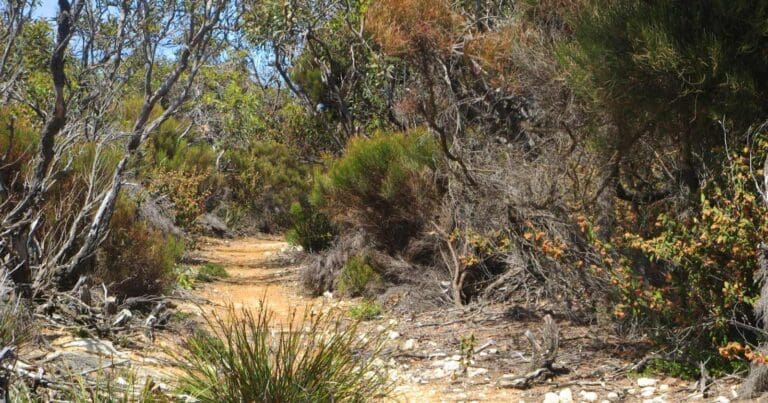 Harvey's return road