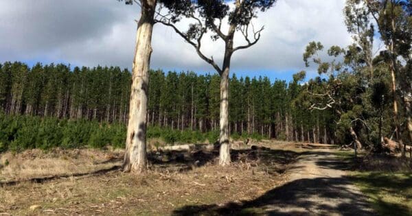 Kuitpo Forest Trail Kuitpo forest trail