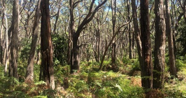 Lobethal Bushland Orange Trail Lobethal bushland orange trail