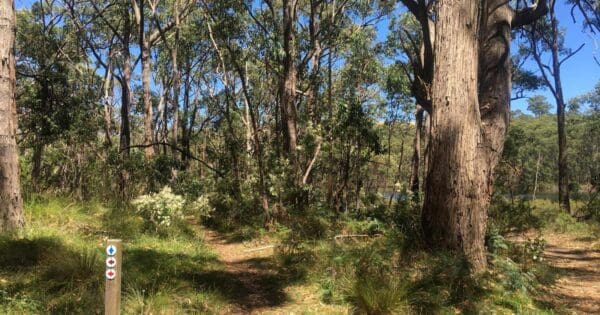 Lobethal Bushland Purple Trail Lobethal bushland purple trail