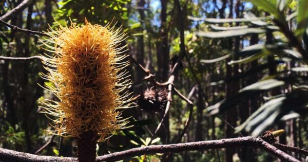 Lobethal Bushland Yellow Trail Lobethal bushland yellow trail