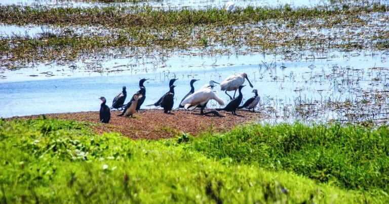 Mamukala Wetlands Walk Mamukala wetlands walk