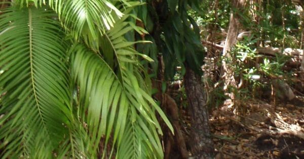 Manngarre rainforest walk