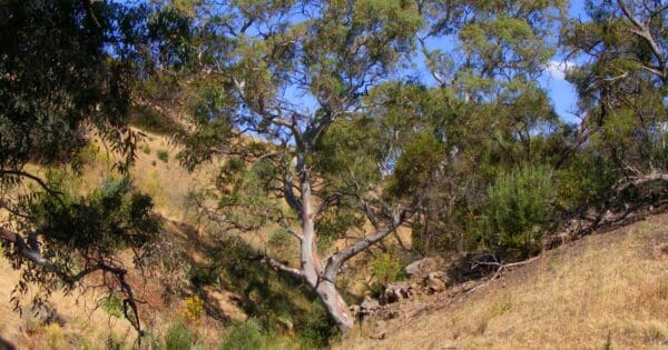 Mike green trail