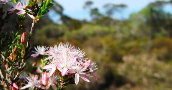 Monarto Conservation Park Walking Trail Monarto conservation park walking trail