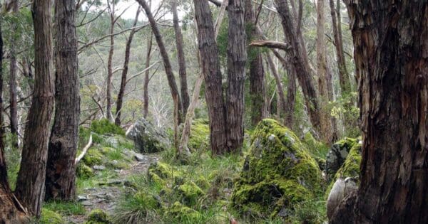 Mount lofty to bridgewater hike