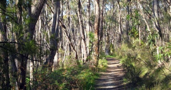 Mylor Conservation Park Circuit Mylor conservation park circuit