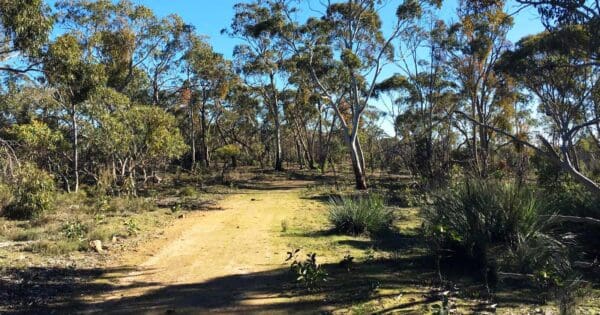 Para wirra tree creeper hike