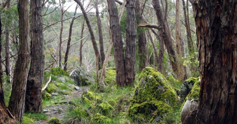 Find a hike or bushwalk