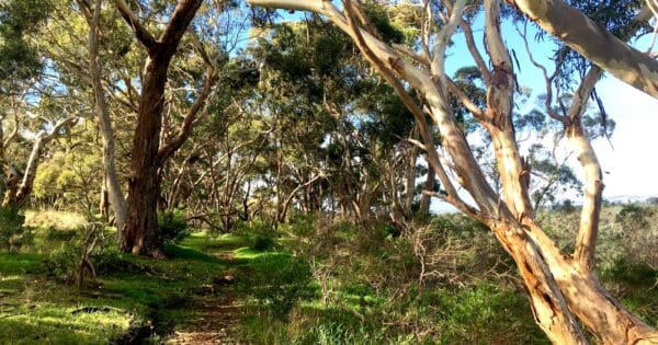 Hikes in South Australia Punchbowl link trail 600x315
