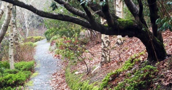 Rhododendron Trail Rhododendron trail